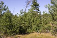 5 Acre Lot With 600 Feet Of Road Frontage