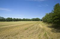 Mostly Wooded Acreage With Gorgeous Building Site