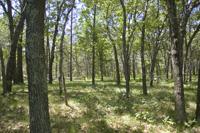 Wooded Land For Sale In Pine Oaks Subdivision