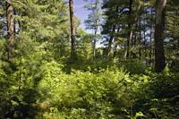 Own Beautiful Frontage On Castle Rock Lake