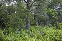 Buildable Land For Sale In Central Wisconsin
