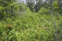 Central Wisconsin Cheap Wooded Land For Sale