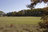 Nicely Wooded Hunting Land For Sale