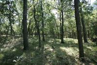 Half Acre Lot With Access To Lake Arrowhead