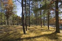 Beautiful Wooded Acreage With Deeded Access