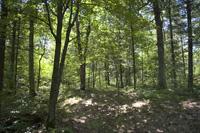 Buildable Wooded Lot With Deeded Creek Access