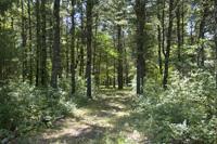 Crystal Brook Woods Buildable Lot For Sale