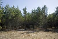 Cheap Hunting Land For Sale Near Lake Petenwell