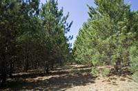 5 Acre Wooded, Rolling Vacant Lot For Sale