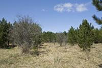 5 Acres Of Hunting Land With No Restrictions!