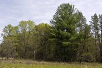 Beautiful Hunting Acreage Near Castle Rock Lake!