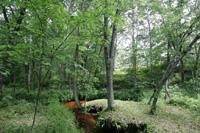 Beautiful Wooded Building Site On Fordham Creek