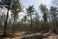 Beautiful Vacant Lot with Deeded Lake Petenwell Access