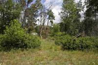 2 Wooded Vacant Lots Available For Land Contract!