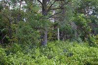 1642187 - Beautiful Land For Sale With Land Contract!