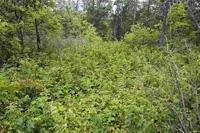 Almost an Acre of Prime Vacant Land for sale in Central Wisconsin!