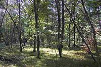 Wooded Country Retreat Just Minutes From Recreation